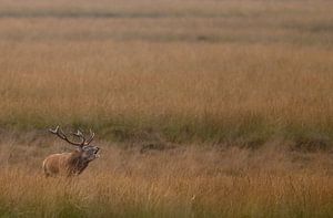 Red deer mating season  von Menno Schaefer