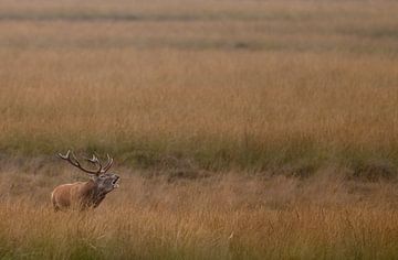 Red deer mating season 