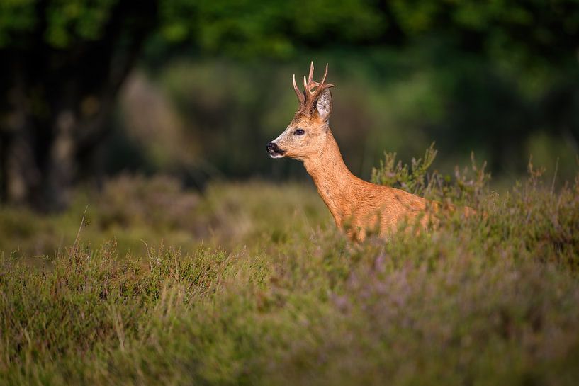 Rehbock von Andy van der Steen - Fotografie