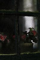 Das alte Fenster mit den alten Blumen