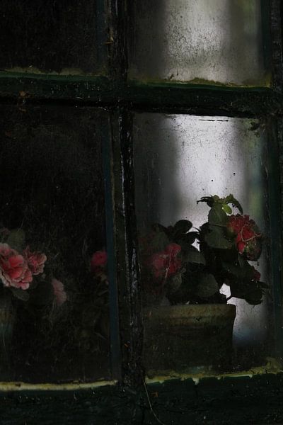 Het oude raam met de oude bloemen van Yoanique Essink