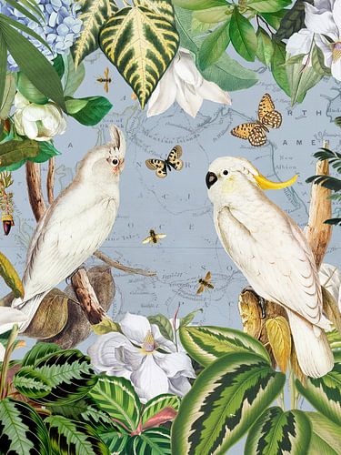 Weiße Kakadus Tropische Tierwelt Exotische Dschungel Leben 1