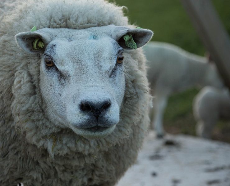 Schaap by Wendy Bierings