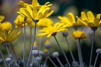 Ringelblumen