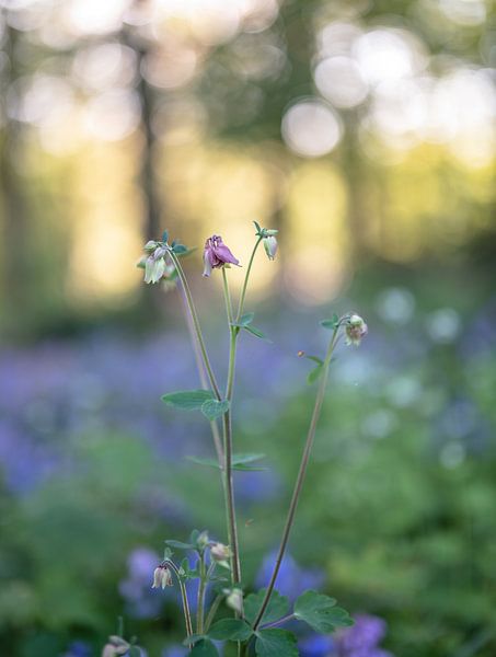 flowers part 291 by Tania Perneel