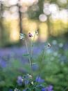 flowers part 291 by Tania Perneel thumbnail