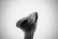 Oyster mushroom in black and white | vintage look