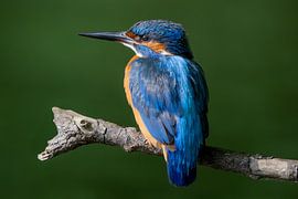 Farbenfrohe Schönheit des Eisvogels