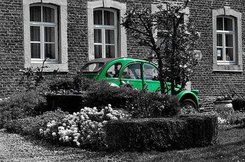 Groene eend