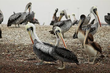 Pelikanen in Peru by Berg Photostore