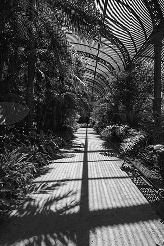 Dansen met licht Schaduwen van de Planten
