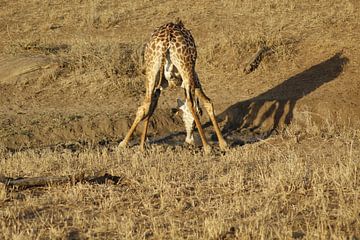 giraffe by Laurence Van Hoeck