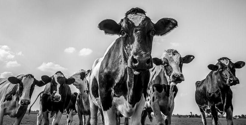 Koeien in de wei in de zomer in zwart wit van Sjoerd van der Wal