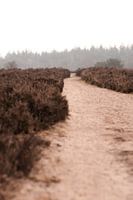 De Nederlandse heide op een mistige ochtend