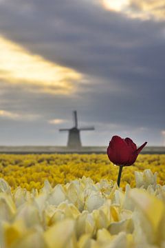 Tulip field with mill