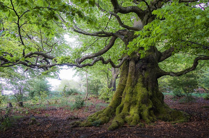 Fairytale tree in the Vogelsberg by Jürgen Schmittdiel Photography