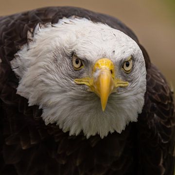 De Bald Eagle, Amerikaanse Zeearend. van Gert Hilbink