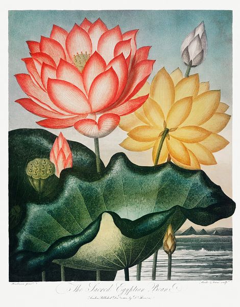 The Sacred Egyptian Bean from The Temple of Flora (1807) by Robert John Thornton. by Frank Zuidam