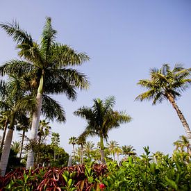 Palmtrees van Rika Conradi