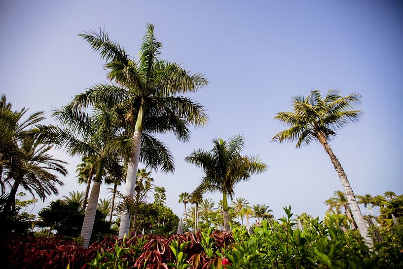 Palmtrees by Rika Conradi