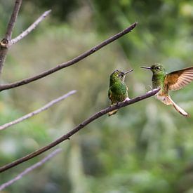 Zwei grüne Kolibris berühren sich fast gegenseitig die Schnäbel, High-Shutter-Bild..... von Twan Bankers