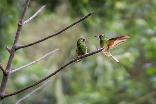 Two green hummingbirds almost touch each other's beaks, high shutter picture...