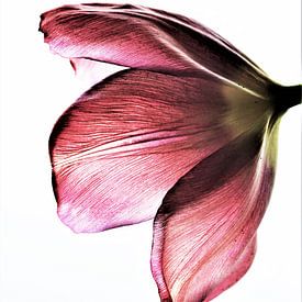 Tulp Pink Beauty van Michelle Raven