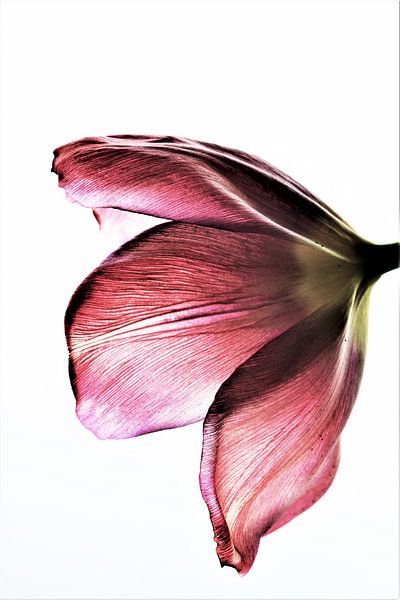 Tulp Pink Beauty by Michelle Raven
