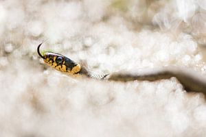 Serpent d'herbe sur le Veluwezoom sur Danny Slijfer Natuurfotografie