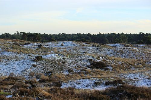 Winter landschap veluwe!