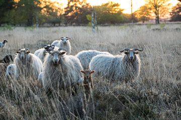 Moutons sur Sylvia Schuur