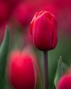 Portret van een tulp (red) van Bart Hendrix thumbnail