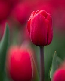 Porträt einer Tulpe (ed)