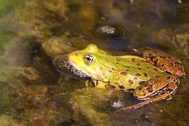 groene kikker 6 van eddy Peelman