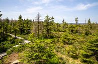 Landschaft im Oberharz zwischen Torfhaus und Brocken von t.ART Miniaturansicht