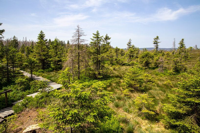 Landschaft im Oberharz zwischen Torfhaus und Brocken von t.ART