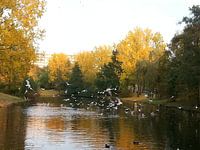 Birds