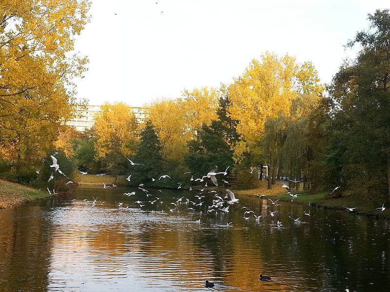 Birds by Gerhilde Mulder