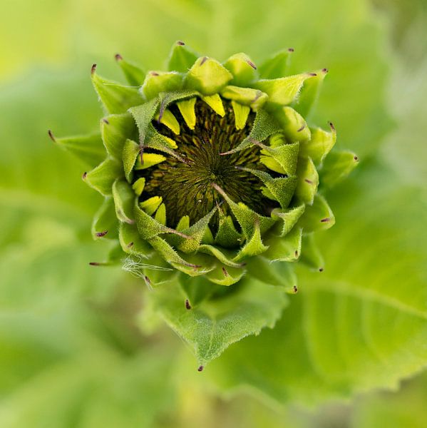 knop von Marjan Versluijs