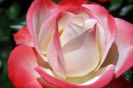 Rose Blossom by Norman Krauß thumbnail