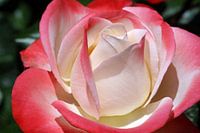 Rose Blossom
