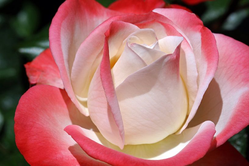 Rose Blossom by Norman Krauß
