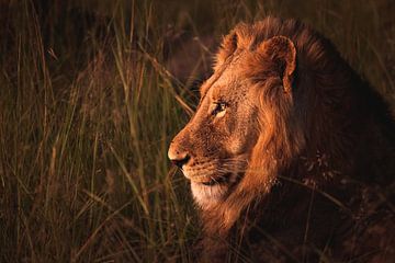 Zijwaarts portret van mannetjes leeuw in zonsondergang van Simone Janssen