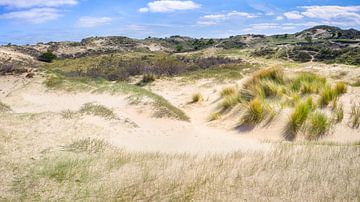 dune impression of the Amsterdam water supply dunes by eric van der eijk
