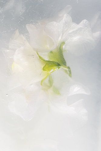 Vesce blanche en glace 2