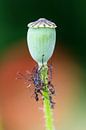 klaproos knop by ton vogels thumbnail