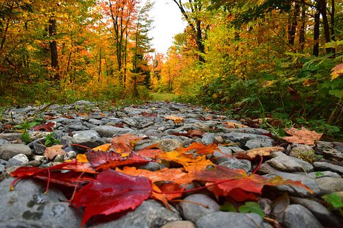 A path in the forest in autumn