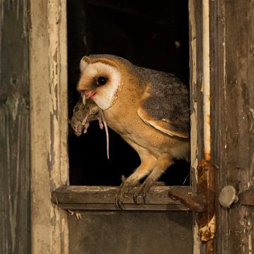 Western Barn Owl by Patrick Scholten