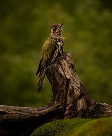 Groene specht, laat zich opdrogen. van Wouter Van der Zwan