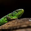 Sand lizard - Lacerta agilis by Rob Smit